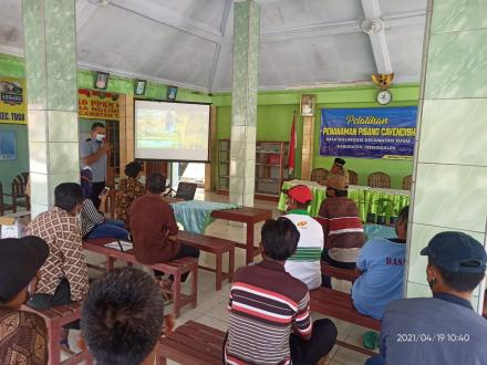 PELATIHAN PENANAMAN PISANG CAVENDISH